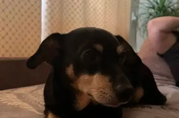 Пропала собака, улица Труда, 18, Красногорское - маленькая смесь таксы и дворняжки - photo