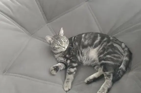 Найдена кошка, Тулинский, фото: Найдена кошка, Молодёжный переулок, 8, Тулинский - серая полосатая