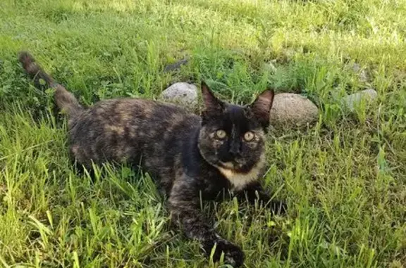 Пропала кошка, Дорожная улица, 11, Валдай - бело-рыжая манишка на шее - photo