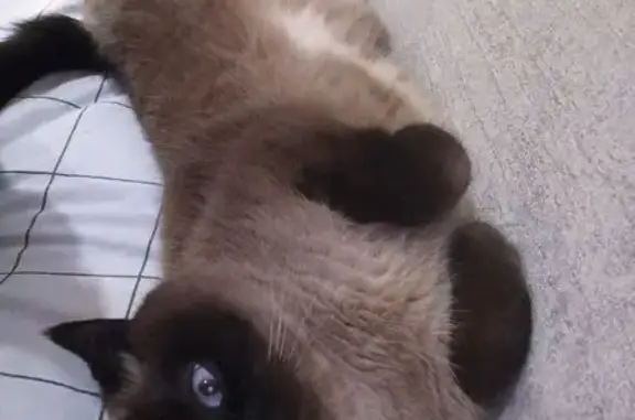 Пропала кошка, проспект Кораблестроителей, Нижний Новгород - сиамская, пушистая - photo