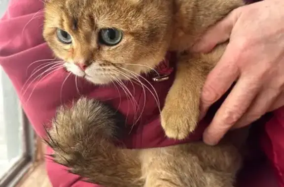 Найдена кошка, Москва, фото: Найдена кошка, улица Твардовского, 3 к1, Мякинино, Москва - ласковый британец шиншилла