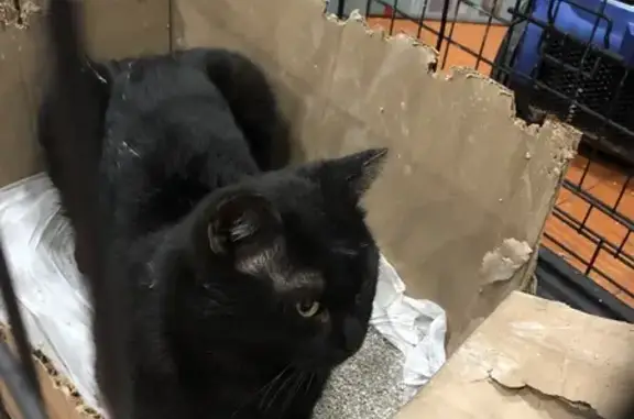 Найдена кошка, Новосибирск, фото: Найден кот, улица Станиславского, 19/2, Новосибирск - взрослый чёрный с ошейником