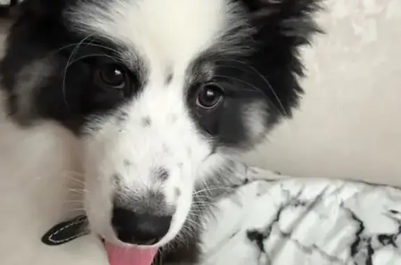 Найдена собака, Курск, фото: Найден собака, мужской, улица 50 лет Октября, 50, городской округ Курск