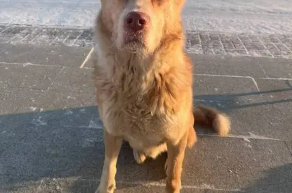 Найдена собака, Челябинск, фото: Найден собака, мужской, 2-я Базовая улица, Челябинск - красавчик с разными глазами