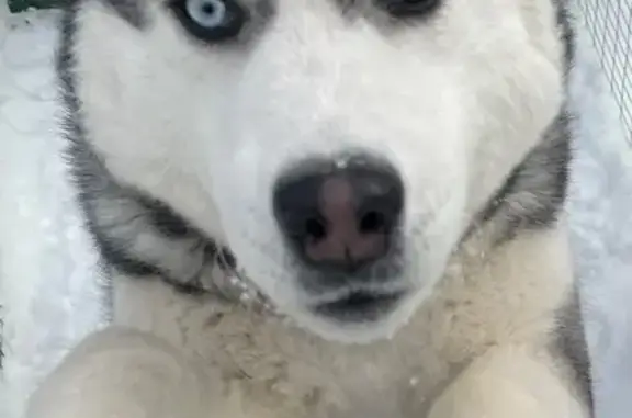 Пропал собака, Смоленская улица, Орёл - серо-белый окрас, один глаз голубой - photo