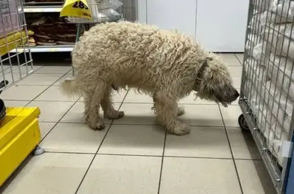 Найдена собака, Екатеринбург, фото: Найден собака, улица Избирателей, 52, Екатеринбург - есть ошейник, голодный