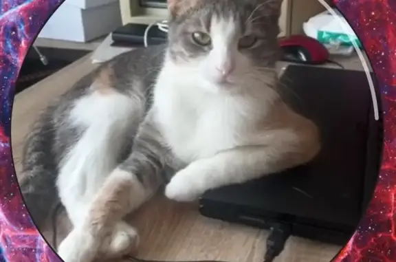 Пропала кошка, Интернациональная улица, 7, городской округ Рязань - разноцветная с округлыми ушками - photo