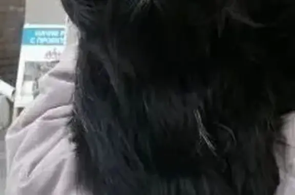 Собаки потеряшки, Находка, фото: Потеряшка собака, Береговая улица, 1В, Находка - чёрный йоркширский терьер