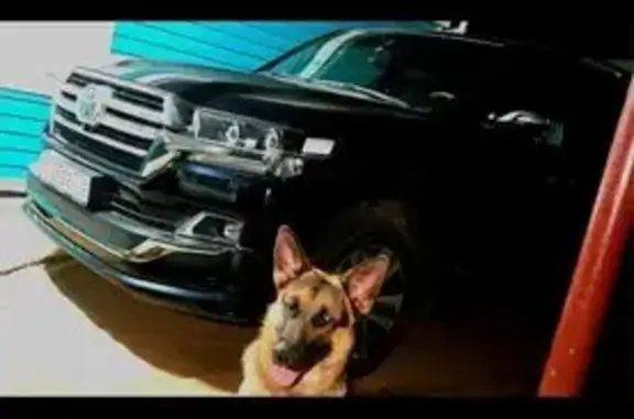 Пропала собака, мужской, 4-я Отарская улица, 23, Казань - худой, гладкая шерсть - photo