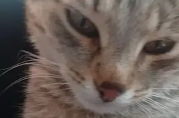 Пропал кот, городской округ Сарапул, Сарапул - тигровый, похож на бенгальского - photo