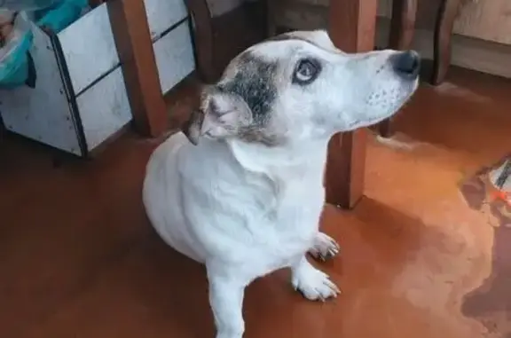 Поиск домашних животных, фото: Найден собака, улица Сальвадора Альенде, 5, Москва - Джек рассел терьер, кобель