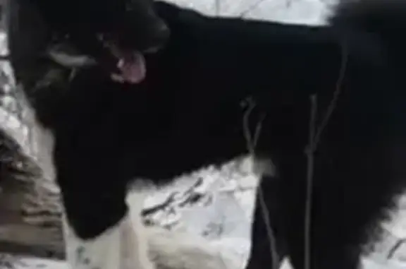 Пропал собака, улица Крупской, 20, Чебоксары - помесь дворняги с лайкой - photo