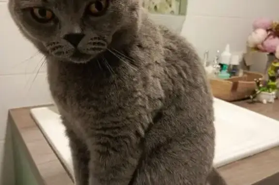 Пропал кот, улица Академика Курчатова, 2Б, Уфа - британский, серый, откликается на Микки - photo