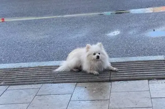 Найдена собака, Калининград, фото: Найден шпиц, улица Павлика Морозова, 102, Калининград - ласковая и добрая