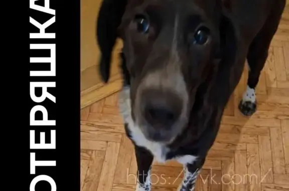 Найдена собака, Саратов, фото: Найден собака, набережная Космонавтов, 4, Саратов - чёрный с белым