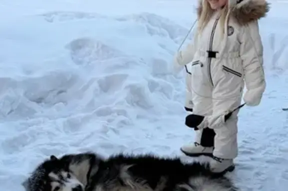 Пропал собака, Ленинский, Тульская область - бело-серый окрас, глаза разного цвета - photo