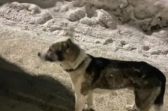 Найдена собака, Томск, фото: Найден собака, мужской, улица Пушкина, 29, Томск