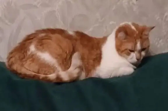 Пропала кошка, Детский переулок, 13, Отрадненское - рыже-белая, небольшая - photo
