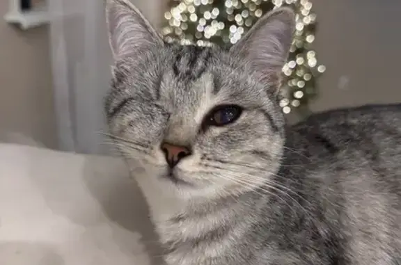 Пропала кошка, улица Юности, 60, Нурлат - серый окрас, один глаз - photo