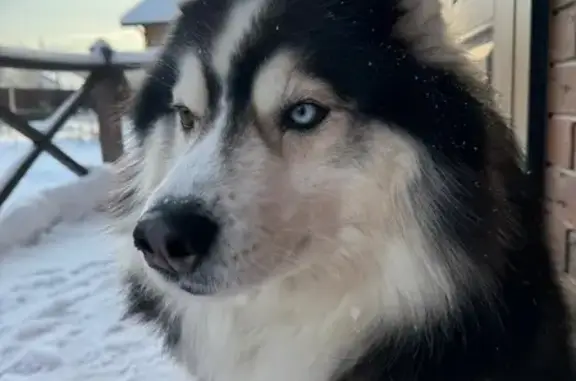 Собаки потеряшки, Тула, фото: Потеряшка Маламут Цезарь, ул. Механизаторов