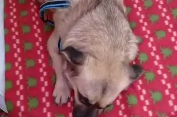 Найдена собака, Краснодар, фото: Найдена собака, девочка, Московская улица, Краснодар