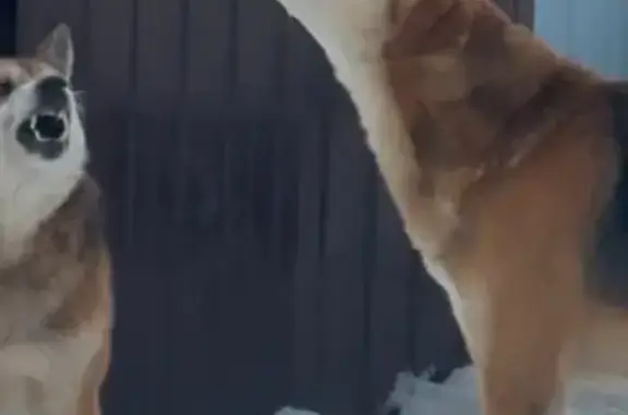 Найден собака, Золотухино, Курская область - спокойный и без агрессии - photo