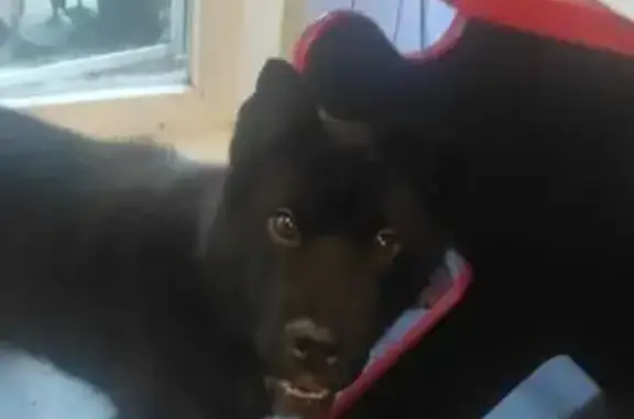 Пропал собака, мужской, ул. Центральная, Ясногорский - чёрный с белым пятнышком - photo