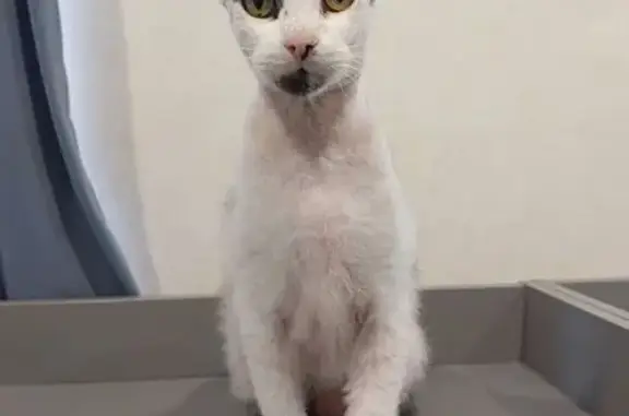 Пропала кошка, улица Кирова, 18, Ставрополь - photo