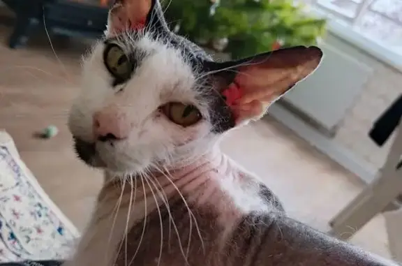 Пропал кот, улица Кирова, 18, Ставрополь - photo