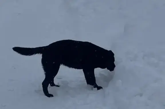 Найдена собака, Нижний Новгород, фото: Найдена собака, женский пол, улица Романтиков, Нижний Новгород - черный лабрадор