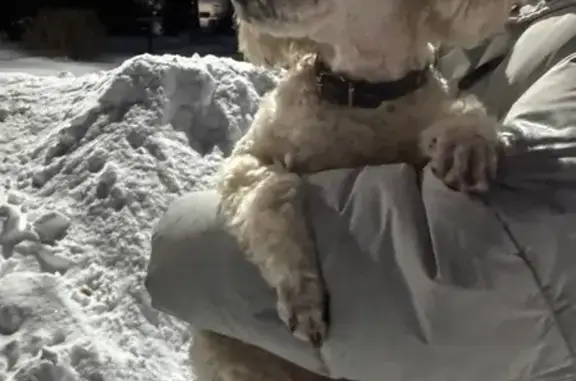 Найденные животные Исток, фото: Найден собака, Молочный переулок, 24Б, Исток - белый пудель, мальчик