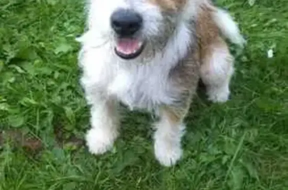 Пропал собака, старая смоленская дорога, Гагаринский район - мальчик по имени Рич, порода фок расел - photo