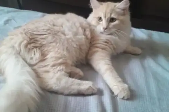 Пропал кот, 50Н-2402, Сузун - ярко оранжевый с белыми пятнами - photo