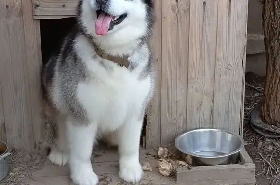 Пропала собака, подъезд к д. Родионцево, Родионцево - photo
