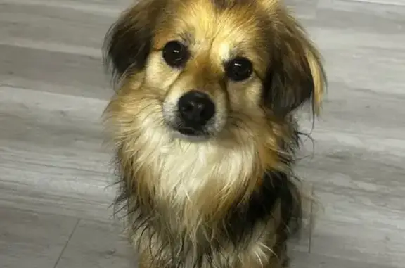 Найдена собака, Синявино, фото: Найден собака, Синявино, Ленинградская область - мальчик с ошейником