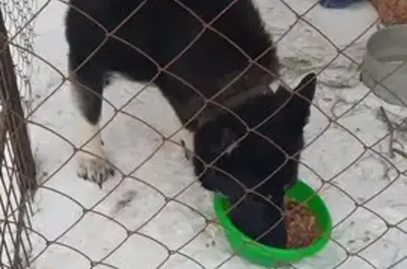 Найдена собака, Соколовый, фото: Найдена собака, Песчано-Уметский тракт, Соколовый