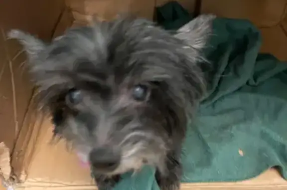 Найдена собака, Михайловск, фото: Найдена собака, женский пол, улица Войкова, 410, Михайловск