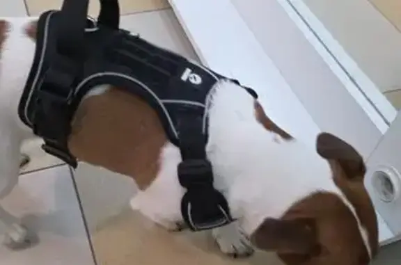 Найдена собака, Люберцы, фото: Найдена собака, мужской, проспект Гагарина, 26 к3, Люберцы