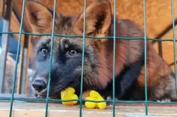Пропал другой, Рыбинск — похож...