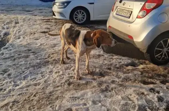 Найдена собака, Старый Оскол, фото: Найдена собака, проспект Алексея Угарова, Старый Оскол - девочка, похожа на русскую пегую гончую