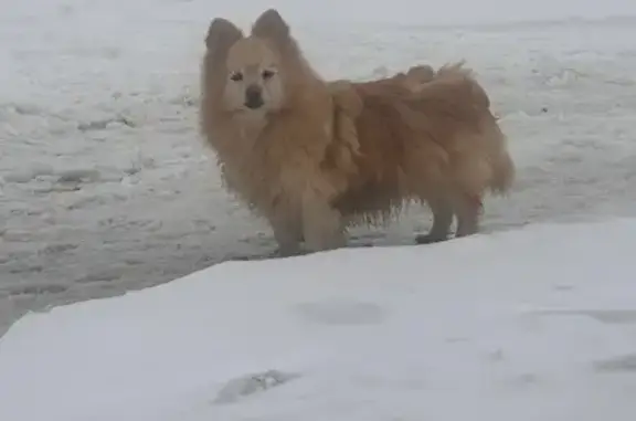 Найдена собака, улица Токарева, Тула - светло рыжего окраса - photo