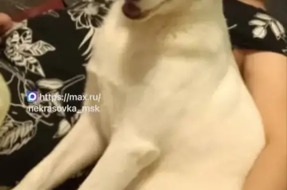 Пропал собака, 2-я Вольская улица, Москва - белый с черным пятном на морде - photo