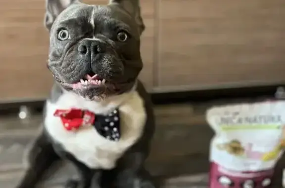 Пропал собака, мужской, Краснодарская улица, 43, Астрахань - серого цвета, белая грудь - photo