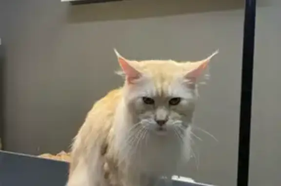 Пропала кошка, Большой Садовый переулок, 26, Ишим - Томас мейкун, персиковый окрас - photo