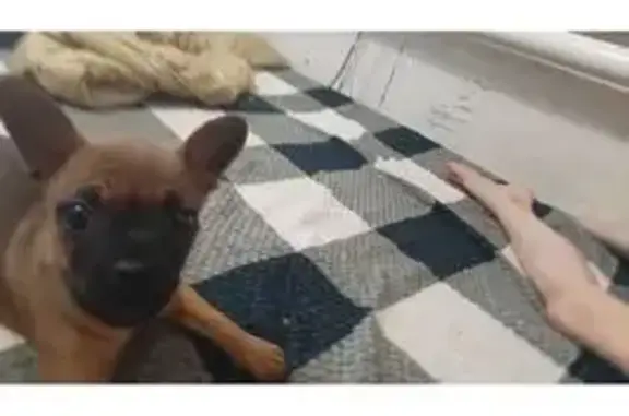 Пропала собака, улица К. Маркса, 16, Кущёвская - рыженькая мордашка, хвост купирован - photo