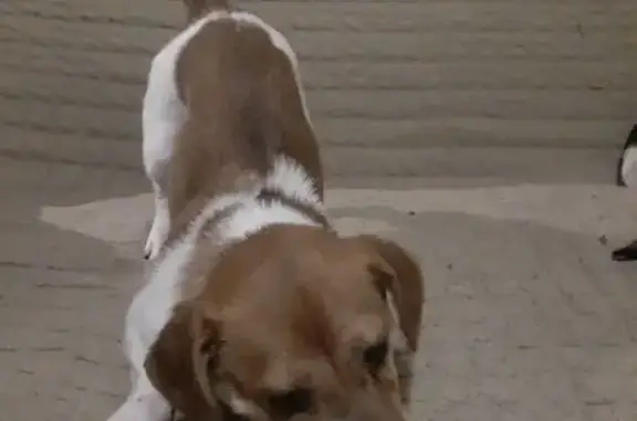 Найдена собака, Пятигорск, фото: Найдена собака, проспект Калинина, Пятигорск - рыже-белая девочка с купированным хвостом