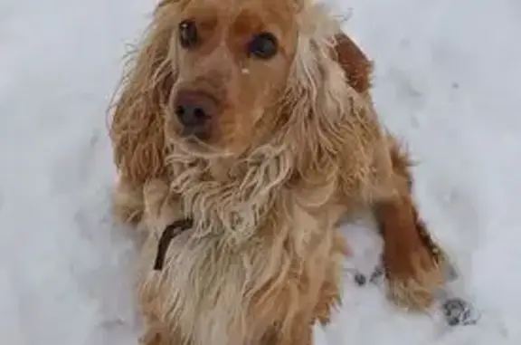 Пропал собака, Сенной переулок, 24, Павловский Посад - пугливый, ошейник с шипами - photo