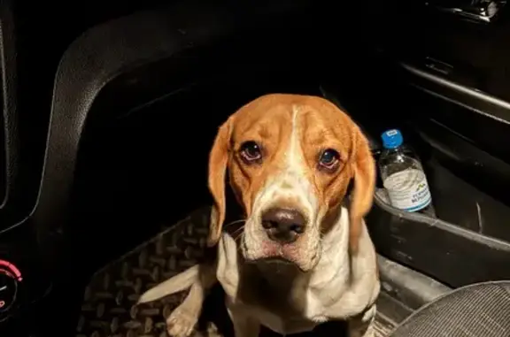 Найдена собака, Ленинградская, фото: Найдена собака, мужской, улица 417-й Дивизии, 60, Ленинградская - ищет дом