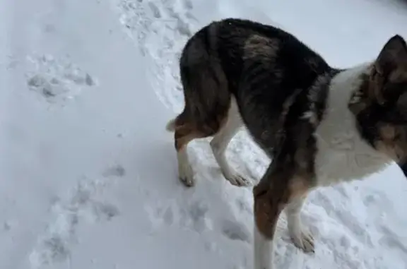 Найдена собака, Дзержинск, фото: Найден собака, улица Самохвалова, 10, Дзержинск - очень худой, без бирки и ошейника