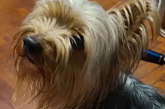 Найдена собака, Ростов-на-Дону, фото: Найден собака, Двинская улица, Ростов-на-Дону - Йорк, покусали уличные собаки